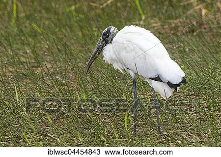 Stock Image - Wood stork (Mycteria americana), looking for food in reeds, Everglades National Park, Florida, USA, North America. Fotosearch