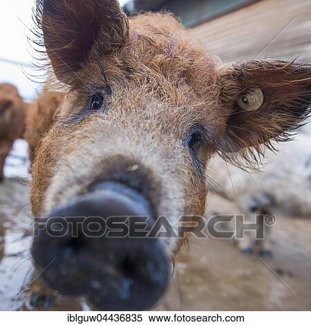Stock Photography - Woolly pig (Sus scrofa domestica), Swabian Jura, Germany, Europe. Fotosearch
