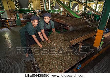 workers, Tea processing, dried tea on conveyor belts, Glenloch Tea Factory, Thawalanthenna, Central Province, Sri Lanka, Asia View Large Photo Image Stock Image - workers, Tea processing, dried tea on conveyor belts, Glenloch Tea Factory, Thawalanthenna, Central Province, Sri Lanka, Asia. Fotosearch
