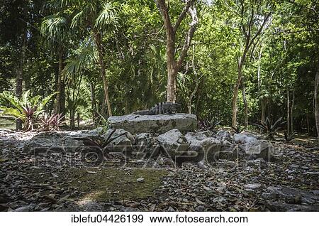Xelha, archeological site, Quintana Roo, Yucatan, Mexico, Central America View Large Photo Image Stock Photo - Xelha, archeological site, Quintana Roo, Yucatan, Mexico, Central America. Fotosearch