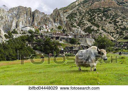 Yak (Bos mutus) on meadow below the buddhist monastery gompa, Braga, Manang District, Nepal, Asia View Large Photo Image Stock Photo - Yak (Bos mutus) on meadow below the buddhist monastery gompa, Braga, Manang District, Nepal, Asia. Fotosearch