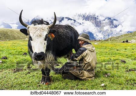 Yak herder milking a yak (bos mutus) on a meadow, Ice Lake, Braga, Manang District, Nepal, Asia View Large Photo Image Stock Photo - Yak herder milking a yak (bos mutus) on a meadow, Ice Lake, Braga, Manang District, Nepal, Asia. Fotosearch