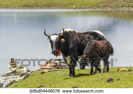 Yaks (Bos mutus), adult with young grazing on meadows around Ice Lake, Braga, Manang District, Nepal, Asia View Large Photo Image Stock Photograph - Yaks (Bos mutus), adult with young grazing on meadows around Ice Lake, Braga, Manang District, Nepal, Asia. Fotosearch