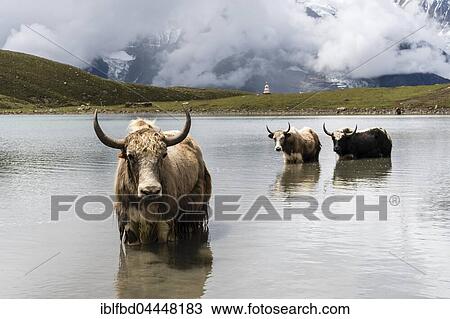 Yaks (Bos mutus) standing in water, Ice Lake, Braga, Manang District, Nepal, Asia View Large Photo Image Stock Image - Yaks (Bos mutus) standing in water, Ice Lake, Braga, Manang District, Nepal, Asia. Fotosearch