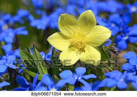 Yellow Alpine cowbell, Pulsatilla alpina subsp. apiifolia, Switzerland, Europe View Large Photo Image Picture - Yellow Alpine cowbell, Pulsatilla alpina subsp. apiifolia, Switzerland, Europe. Fotosearch
