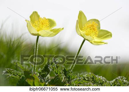 Yellow Alpine cowbell, Pulsatilla alpina subsp. apiifolia, Switzerland, Europe View Large Photo Image Stock Photography - Yellow Alpine cowbell, Pulsatilla alpina subsp. apiifolia, Switzerland, Europe. Fotosearch
