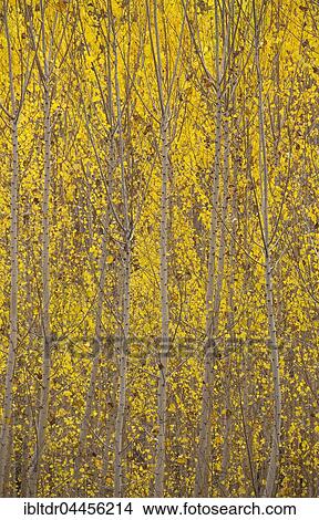 Yellow aspens (Populus tremula) in autumnal colours, cultivated for timber, near Guadix, Granada province, Andalusia, Spain, Europe View Large Photo Image Picture - Yellow aspens (Populus tremula) in autumnal colours, cultivated for timber, near Guadix, Granada province, Andalusia, Spain, Europe. Fotosearch