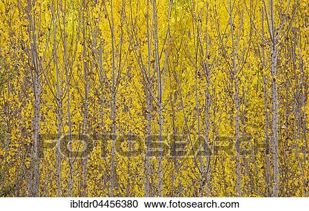 Yellow aspens (Populus tremula) in autumnal colours, cultivated for timber, near Guadix, Granada province, Andalusia, Spain, Europe View Large Photo Image Stock Image - Yellow aspens (Populus tremula) in autumnal colours, cultivated for timber, near Guadix, Granada province, Andalusia, Spain, Europe. Fotosearch