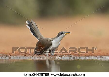 Yellow-billed Cuckoo (Coccyzus americanus), adult at pond, Rio Grande Valley, South Texas, Texas, USA, North America View Large Photo Image Stock Photo - Yellow-billed Cuckoo (Coccyzus americanus), adult at pond, Rio Grande Valley, South Texas, Texas, USA, North America. Fotosearch