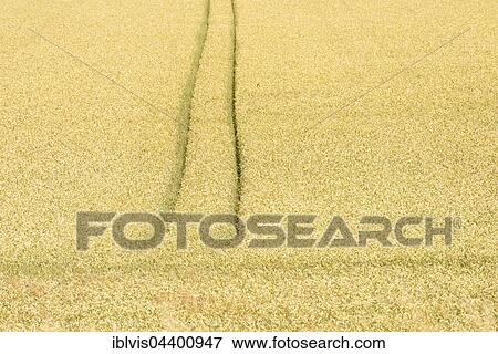 Yellow crop field with tracks in rural area, Sweden, Europe View Large Photo Image Stock Photo - Yellow crop field with tracks in rural area, Sweden, Europe. Fotosearch