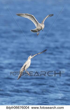 Picture - Yellow-legged gull (Larus michahellis), in its first winter plumage. Fotosearch