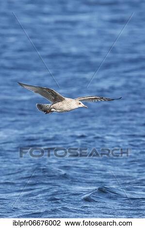 Yellow-legged gull (Larus michahellis), in its first winter plumage View Large Photo Image Stock Image - Yellow-legged gull (Larus michahellis), in its first winter plumage. Fotosearch