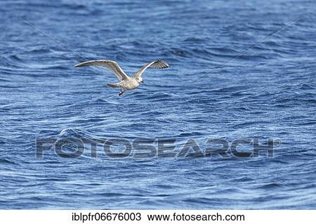 Yellow-legged gull (Larus michahellis), in its first winter plumage View Large Photo Image Stock Image - Yellow-legged gull (Larus michahellis), in its first winter plumage. Fotosearch