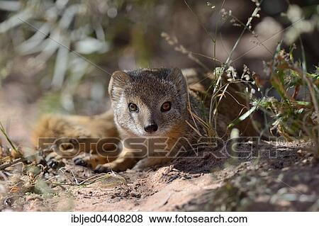 Yellow mongoose (Cynictis penicillata), lying in the shade, Kgalagadi Transfrontier Park, Northern Cape, South Africa, Africa View Large Photo Image Stock Photo - Yellow mongoose (Cynictis penicillata), lying in the shade, Kgalagadi Transfrontier Park, Northern Cape, South Africa, Africa. Fotosearch