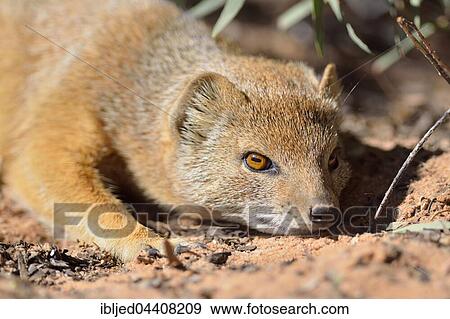 Stock Photo - Yellow mongoose (Cynictis penicillata), lying in the sun, Kgalagadi Transfrontier Park, Northern Cape, South Africa, Africa. Fotosearch