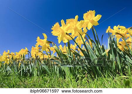 Stock Photo - Yellow narcissus (Narcissus pseudonarcissus), wild daffodil, Switzerland, Europe. Fotosearch