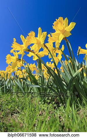 Yellow narcissus (Narcissus pseudonarcissus), wild daffodil, Switzerland, Europe View Large Photo Image Stock Photo - Yellow narcissus (Narcissus pseudonarcissus), wild daffodil, Switzerland, Europe. Fotosearch