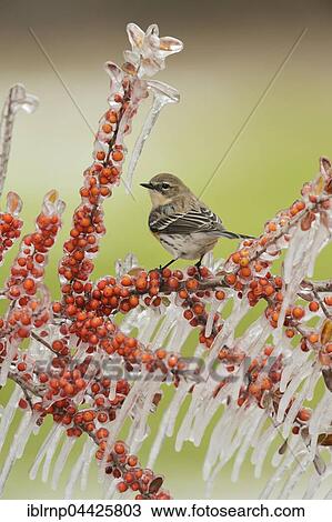Yellow-rumped Warbler, Myrtle Warbler (Dendroica coronata), adult perched on icy branch of Yaupon Holly (Ilex vomitoria) with berries, Hill Country, Texas, USA, North America View Large Photo Image Stock Image - Yellow-rumped Warbler, Myrtle Warbler (Dendroica coronata), adult perched on icy branch of Yaupon Holly (Ilex vomitoria) with berries, Hill Country, Texas, USA, North America. Fotosearch