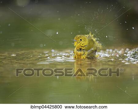 Yellow Warbler (Dendroica petechia), adult female bathing, Hill Country, Texas, USA, North America View Large Photo Image Stock Image - Yellow Warbler (Dendroica petechia), adult female bathing, Hill Country, Texas, USA, North America. Fotosearch