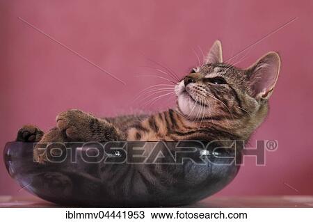 Young domestic cat (Felis silvestris catus) in bowl, Germany, Europe View Large Photo Image Stock Image - Young domestic cat (Felis silvestris catus) in bowl, Germany, Europe. Fotosearch