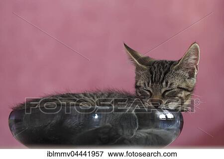 Young domestic cat (Felis silvestris catus) in bowl, Germany, Europe View Large Photo Image Stock Photo - Young domestic cat (Felis silvestris catus) in bowl, Germany, Europe. Fotosearch