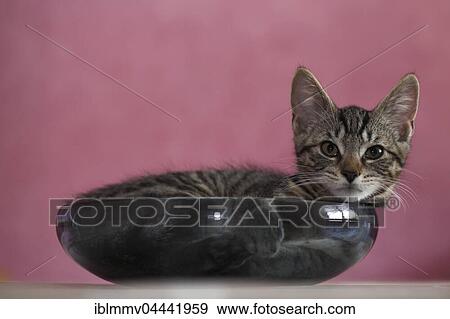 Young domestic cat (Felis silvestris catus) in bowl, Germany, Europe View Large Photo Image Stock Photo - Young domestic cat (Felis silvestris catus) in bowl, Germany, Europe. Fotosearch