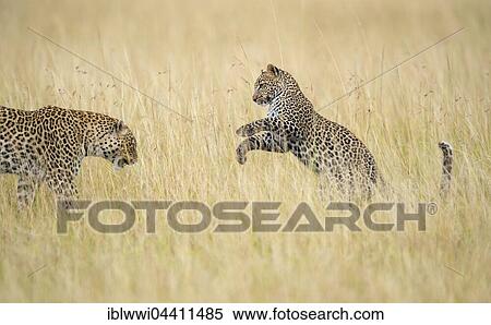 Young leopard (Panthera pardus) playing with its mother in savanna high grass, Masai Mara Preserve, Kenya, Africa View Large Photo Image Stock Photography - Young leopard (Panthera pardus) playing with its mother in savanna high grass, Masai Mara Preserve, Kenya, Africa. Fotosearch