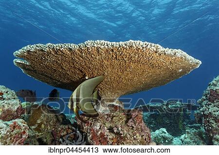 Stock Image - Young longfin batfish (Platax teira), hiding under robust table coral (Acropora robusta), Lhaviyani Atoll, Maldives, Asia. Fotosearch