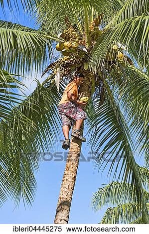 Young man harvesting coconuts, Raiatea, South Pacific, French Polynesia, Oceania View Large Photo Image Stock Photography - Young man harvesting coconuts, Raiatea, South Pacific, French Polynesia, Oceania. Fotosearch