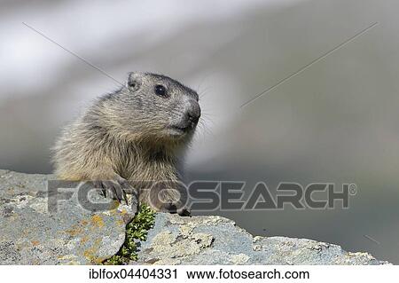 Stock Image - Young marmots (Marmota marmota) on a rock, High ropeern National Park, Carinthia, Austria, Europe. Fotosearch