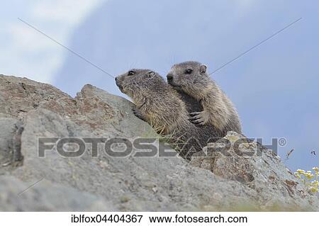 Young marmots (Marmota marmota) on a rock, juveniles, High ropeern National Park, Carinthia, Austria, Europe View Large Photo Image Stock Photo - Young marmots (Marmota marmota) on a rock, juveniles, High ropeern National Park, Carinthia, Austria, Europe. Fotosearch