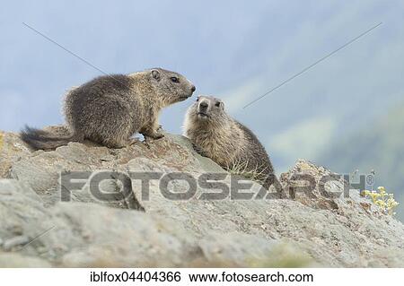 Young marmots (Marmota marmota) sitting on a rock, High Tauern National Park, Carinthia, Austria, Europe View Large Photo Image Stock Photograph - Young marmots (Marmota marmota) sitting on a rock, High Tauern National Park, Carinthia, Austria, Europe. Fotosearch