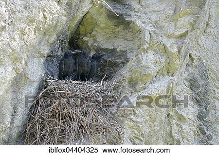 Stock Photography - Young ravens (Corvus corax) sitting in nest, Tyrol, Austria, Europe. Fotosearch