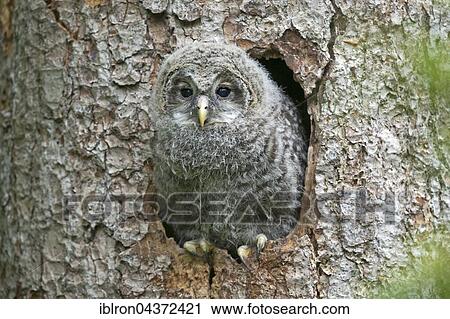 Young ural owl, (Strix uralensis), looking out from nesting cave, Bavaria, Germany, Europe View Large Photo Image Stock Image - Young ural owl, (Strix uralensis), looking out from nesting cave, Bavaria, Germany, Europe. Fotosearch