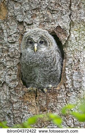 Young ural owl, (Strix uralensis), looking out from nesting cave, Bavaria, Germany, Europe View Large Photo Image Stock Image - Young ural owl, (Strix uralensis), looking out from nesting cave, Bavaria, Germany, Europe. Fotosearch
