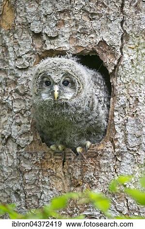 Young ural owl, (Strix uralensis), looking out from nesting cave, Bavaria, Germany, Europe View Large Photo Image Stock Photo - Young ural owl, (Strix uralensis), looking out from nesting cave, Bavaria, Germany, Europe. Fotosearch
