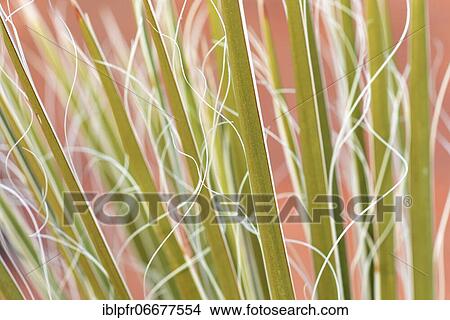 Picture - Yucca, palm lily (yucca), agave plant, leaves of the plant, Glen Canyon National Recreation Area, Page, Arizona, US, palm lily, agave plant, leaves of the plant, Glen Canyon National Recreation Area, Page, Arizona, USA, North America. Fotosearch