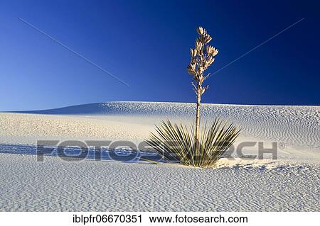 Yucca, palm lily (yucca), agave plant growing in gypsum sand dunes, White Sands National Monument, New Mexico, US, palm lily, agave plant growing in gypsum sand dunes, White Sands National Monument, New Mexico, USA, North America View Large Photo Image Stock Image - Yucca, palm lily (yucca), agave plant growing in gypsum sand dunes, White Sands National Monument, New Mexico, US, palm lily, agave plant growing in gypsum sand dunes, White Sands National Monument, New Mexico, USA, North America. Fotosearch
