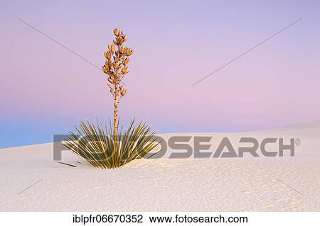 Yucca, palm lily (yucca), agave plant growing in gypsum sand dunes, White Sands National Monument, New Mexico, US, palm lily, agave plant growing in gypsum sand dunes, White Sands National Monument, New Mexico, USA, North America View Large Photo Image Stock Image - Yucca, palm lily (yucca), agave plant growing in gypsum sand dunes, White Sands National Monument, New Mexico, US, palm lily, agave plant growing in gypsum sand dunes, White Sands National Monument, New Mexico, USA, North America. Fotosearch