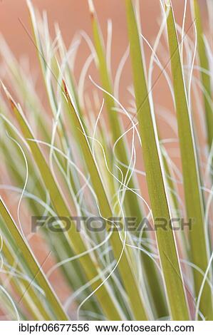 Yucca, palm lily (yucca), agave plant, leaves of the plant, Glen Canyon National Recreation Area, Page, Arizona, US, palm lily, agave plant, leaves of the plant, Glen Canyon National Recreation Area, Page, Arizona, USA, North America View Large Photo Image Stock Photograph - Yucca, palm lily (yucca), agave plant, leaves of the plant, Glen Canyon National Recreation Area, Page, Arizona, US, palm lily, agave plant, leaves of the plant, Glen Canyon National Recreation Area, Page, Arizona, USA, North America. Fotosearch
