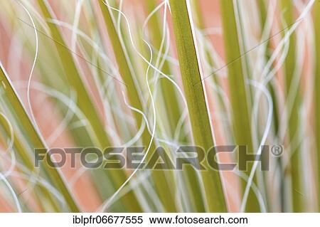 Yucca, palm lily (yucca), agave plant, leaves of the plant, Glen Canyon National Recreation Area, Page, Arizona, US, palm lily, agave plant, leaves of the plant, Glen Canyon National Recreation Area, Page, Arizona, USA, North America View Large Photo Image Stock Photography - Yucca, palm lily (yucca), agave plant, leaves of the plant, Glen Canyon National Recreation Area, Page, Arizona, US, palm lily, agave plant, leaves of the plant, Glen Canyon National Recreation Area, Page, Arizona, USA, North America. Fotosearch