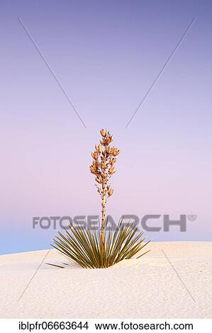 Yucca (Yucca) in Gypsum Sand Dunes, White Sands National Monument, New Mexico, US in Gypsum Sand Dunes, White Sands National Monument, New Mexico, US View Large Photo Image Picture - Yucca (Yucca) in Gypsum Sand Dunes, White Sands National Monument, New Mexico, US in Gypsum Sand Dunes, White Sands National Monument, New Mexico, US. Fotosearch