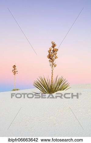 Yucca (Yucca) in Gypsum Sand Dunes, White Sands National Monument, New Mexico, US in Gypsum Sand Dunes, White Sands National Monument, New Mexico, US View Large Photo Image Stock Image - Yucca (Yucca) in Gypsum Sand Dunes, White Sands National Monument, New Mexico, US in Gypsum Sand Dunes, White Sands National Monument, New Mexico, US. Fotosearch