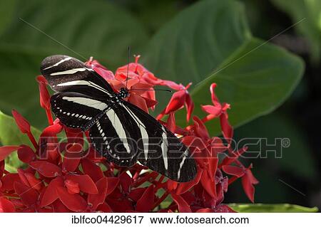 Zebra Longwing or Zebra Heliconian (Heliconius charithonia) on Scarlet Jungleflame (Ixora coccinea), Corozal District, Belize, Central America View Large Photo Image Stock Photo - Zebra Longwing or Zebra Heliconian (Heliconius charithonia) on Scarlet Jungleflame (Ixora coccinea), Corozal District, Belize, Central America. Fotosearch