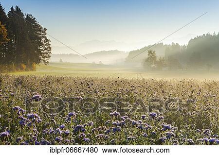 Stock Image - Zurich Oberland with Säntis massif in the background, Switzerland, Europe. Fotosearch