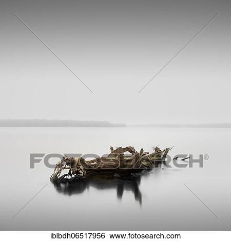 A dead tree in Berlin Wannsee, Germany, Europe View Large Photo Image Stock Photograph - A dead tree in Berlin Wannsee, Germany, Europe. Fotosearch