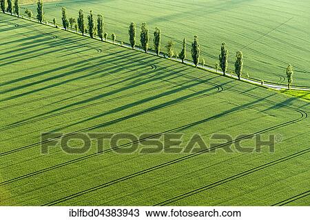 A row of Poplar trees (Populus) is creating long shadows on a green field, Königstein, Saxony, Germany, Europe View Large Photo Image Stock Image - A row of Poplar trees (Populus) is creating long shadows on a green field, Königstein, Saxony, Germany, Europe. Fotosearch
