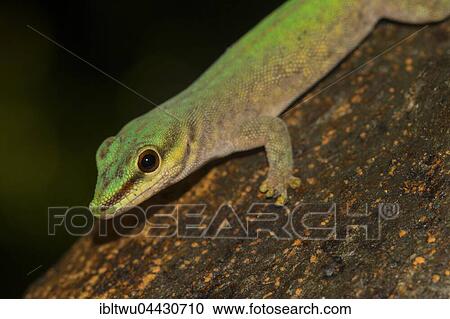 Abbott's day gecko (Phelsuma abbotti), Nosy Komba, Northwest Coast, Madagascar, Africa View Large Photo Image Stock Image - Abbott's day gecko (Phelsuma abbotti), Nosy Komba, Northwest Coast, Madagascar, Africa. Fotosearch