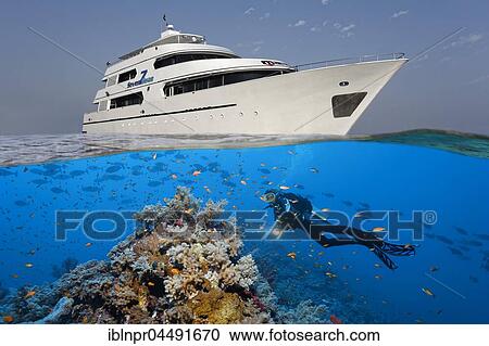 Stock Image - Above: liveaboard, diving boat, Seven7Seas, down divers, coral reef, shoal of fish, Red Sea, Egypt, Africa. Fotosearch