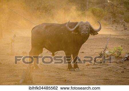 African buffalo (Syncerus caffer), Kruger National Park, South Africa, Africa View Large Photo Image Stock Image - African buffalo (Syncerus caffer), Kruger National Park, South Africa, Africa. Fotosearch